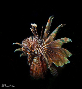 Lion fish may be the new Kings of the Caribbean, but in t... by Steven Miller 